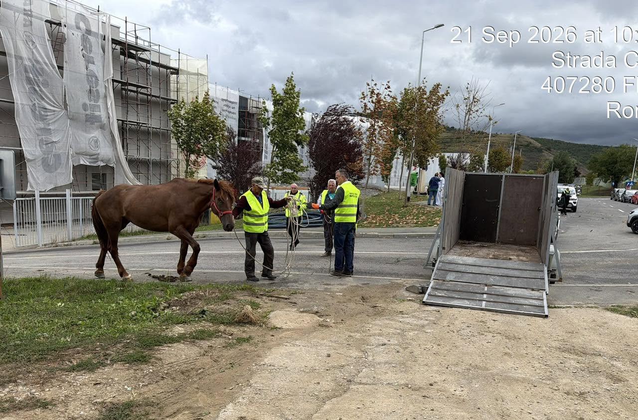 Cal confiscat și amendă record, în Florești